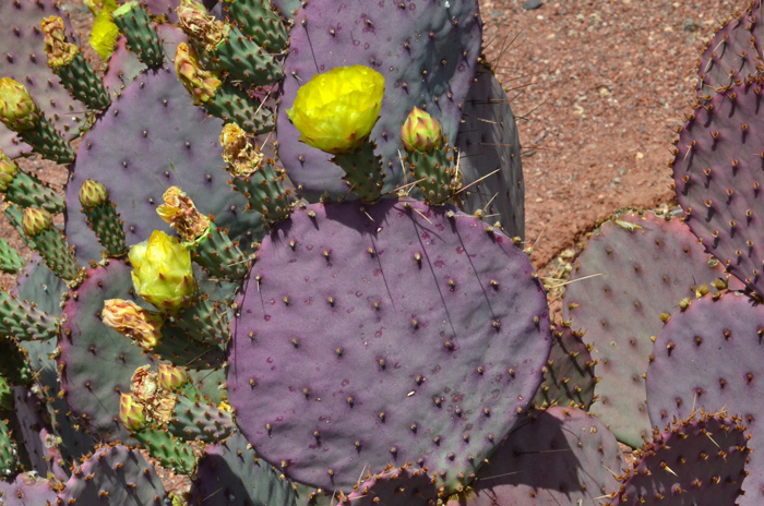 Santa Rita Pricklypear is a handsome plant with its bright yellow flowers contrasted with violet or purple pads. This species is often used as a feature landscape plant in desert or upland landscapes. Opuntia santa-rita